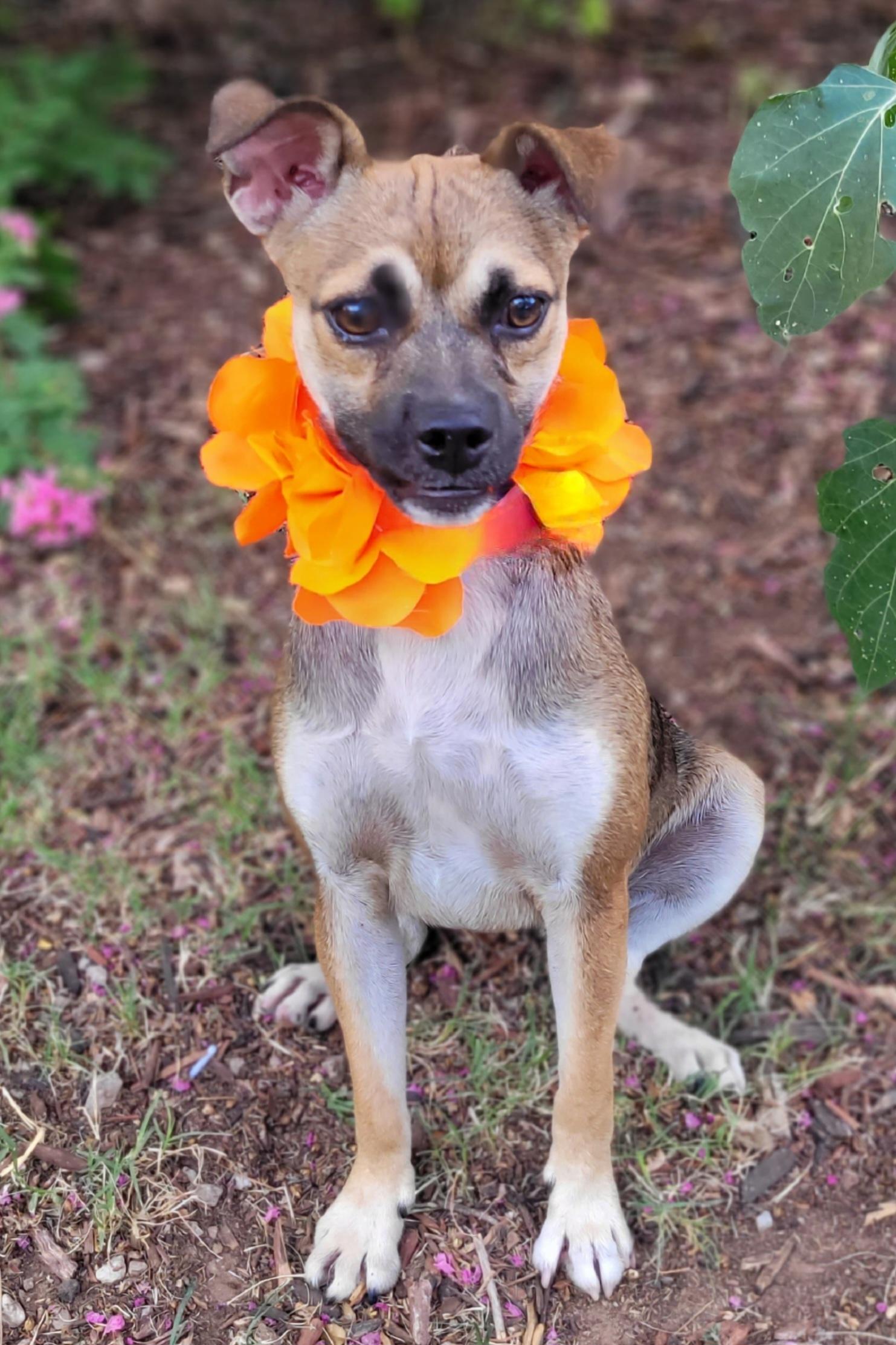 Sissy, a ADOPTABLE mixed breed in Vernon, TX image 3/3