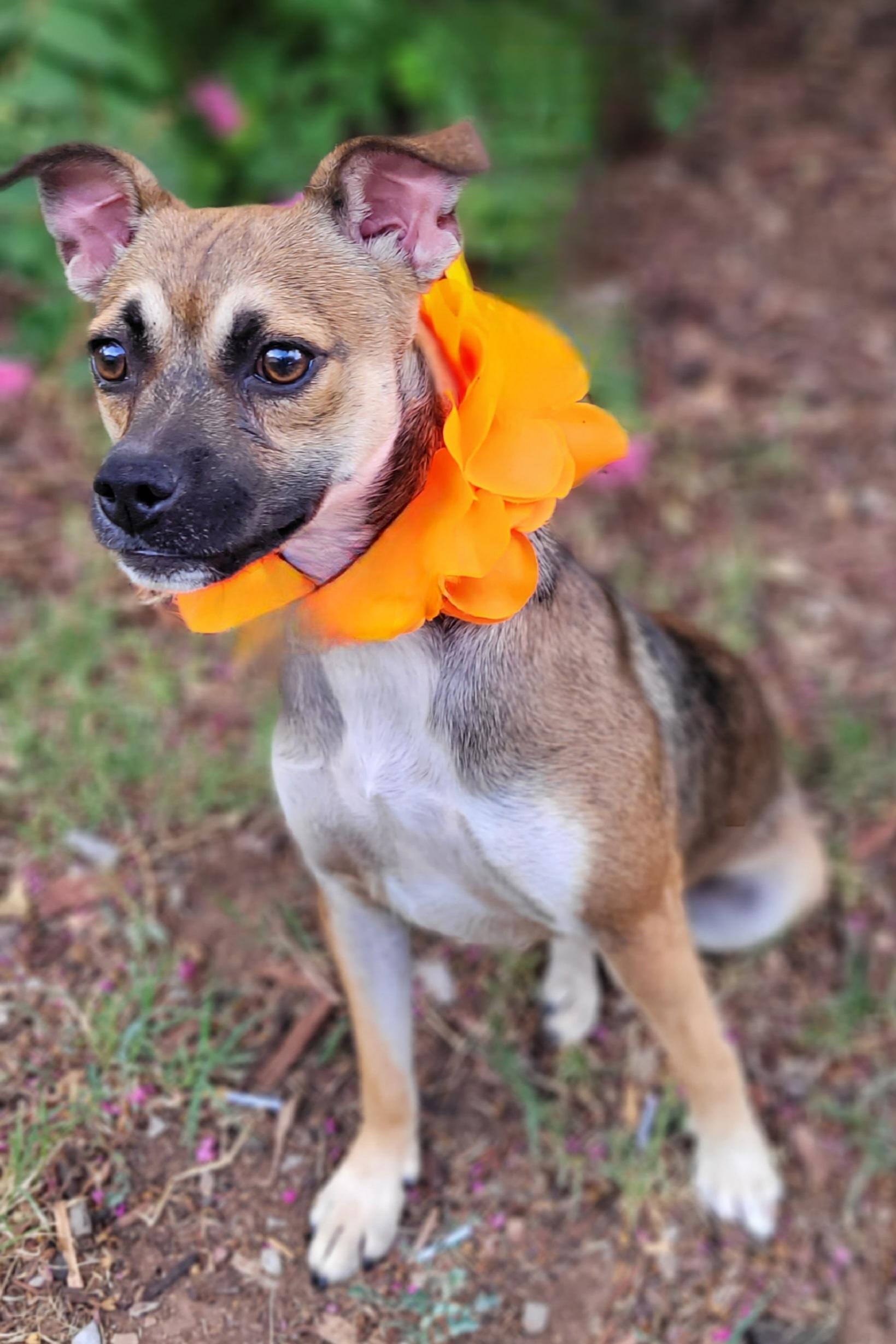 Sissy, a ADOPTABLE mixed breed in Vernon, TX image 2/3
