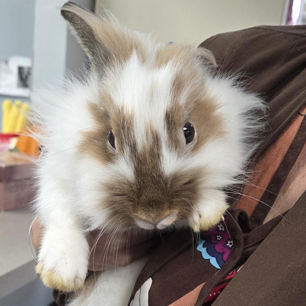 Peaches, Adoptable, Baby Female Lionhead.