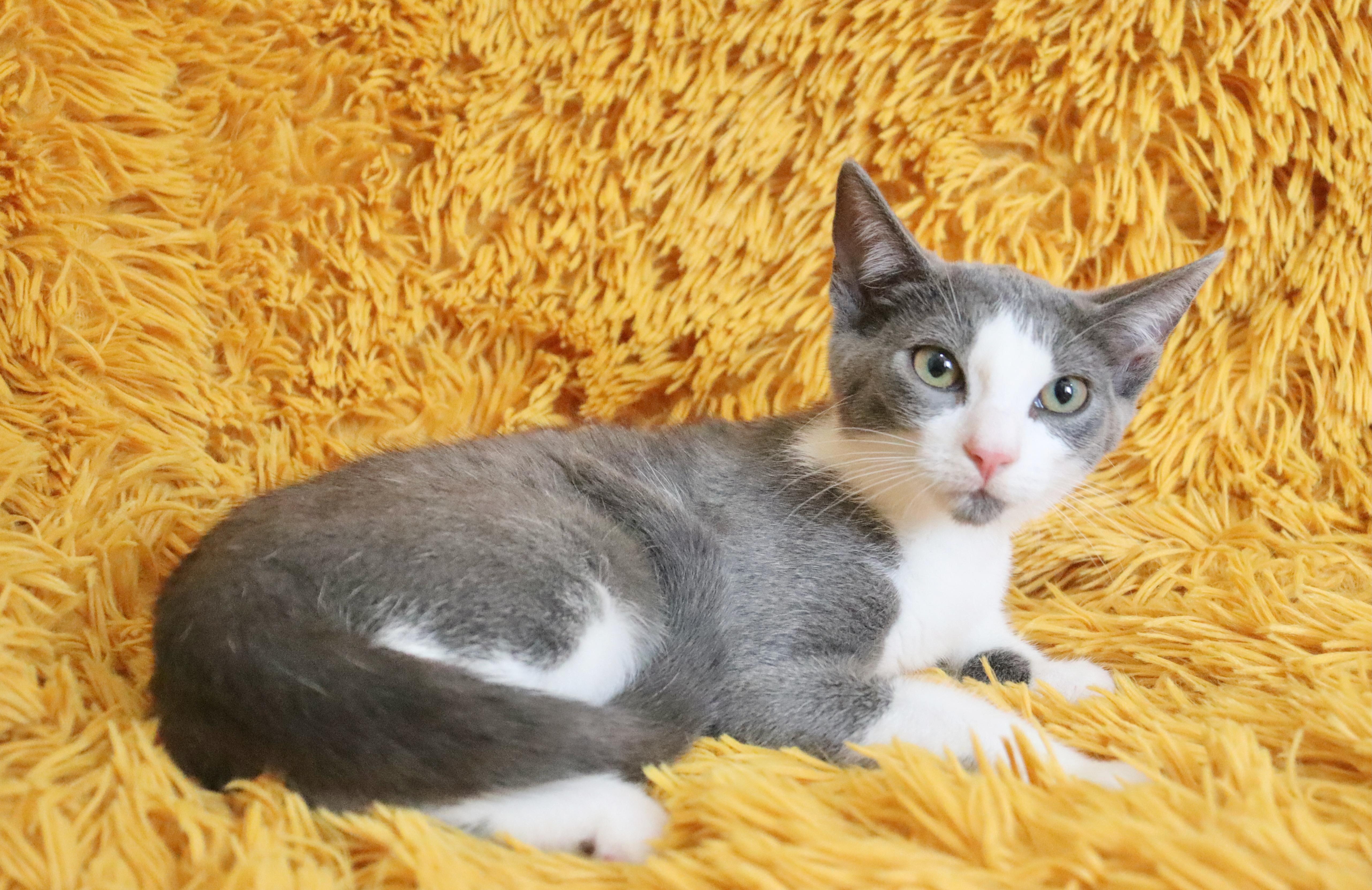 Enlarge Nymeria, a Adoptable mixed breed in Saint Augustine, FL image 3/6