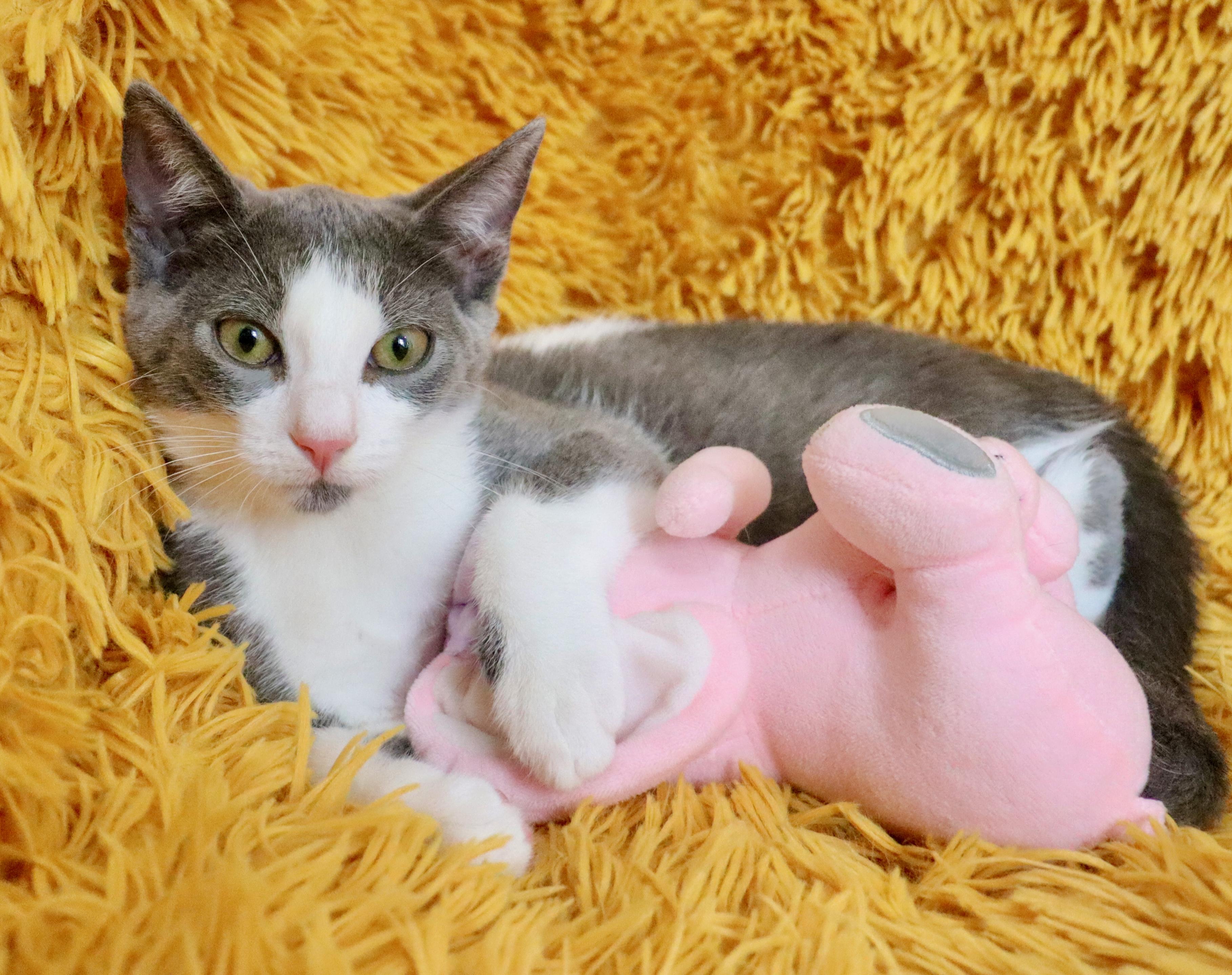 Nymeria, Adoptable, Kitten Female Turkish Van.