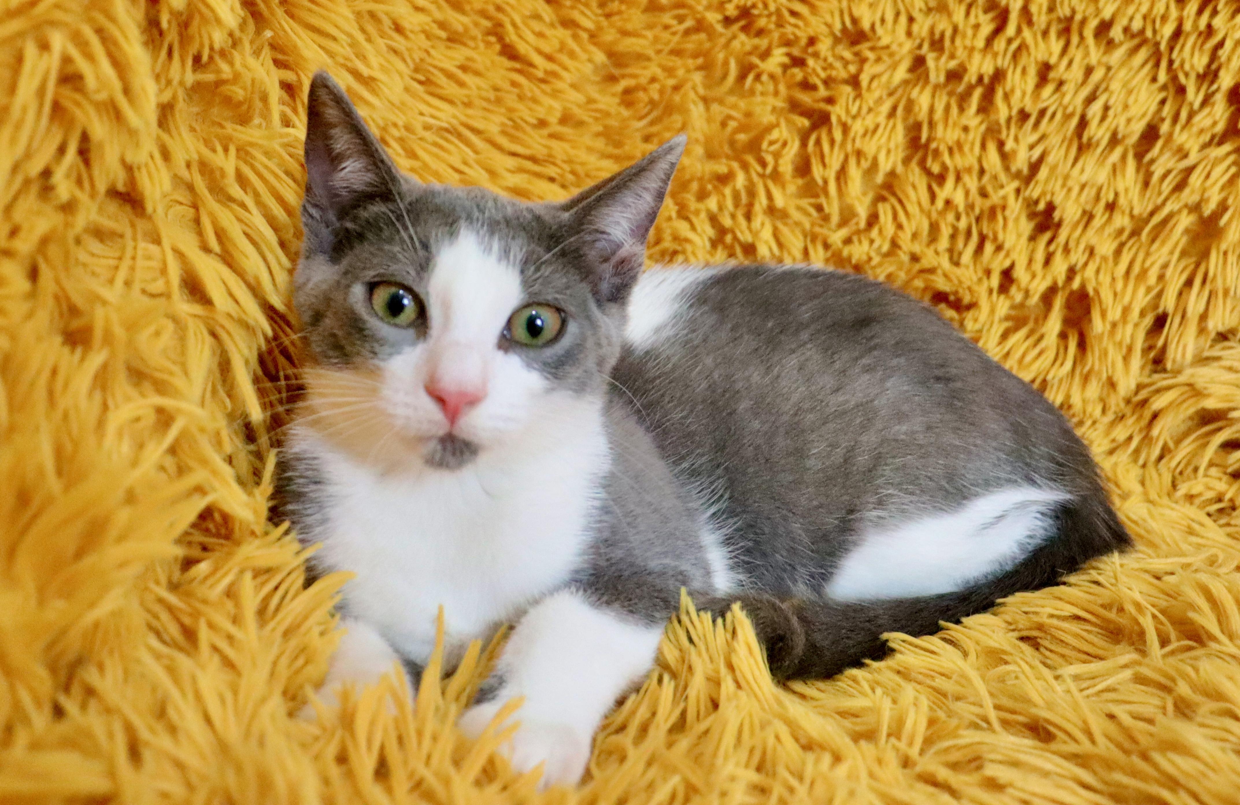 Enlarge Nymeria, a Adoptable mixed breed in Saint Augustine, FL image 2/6
