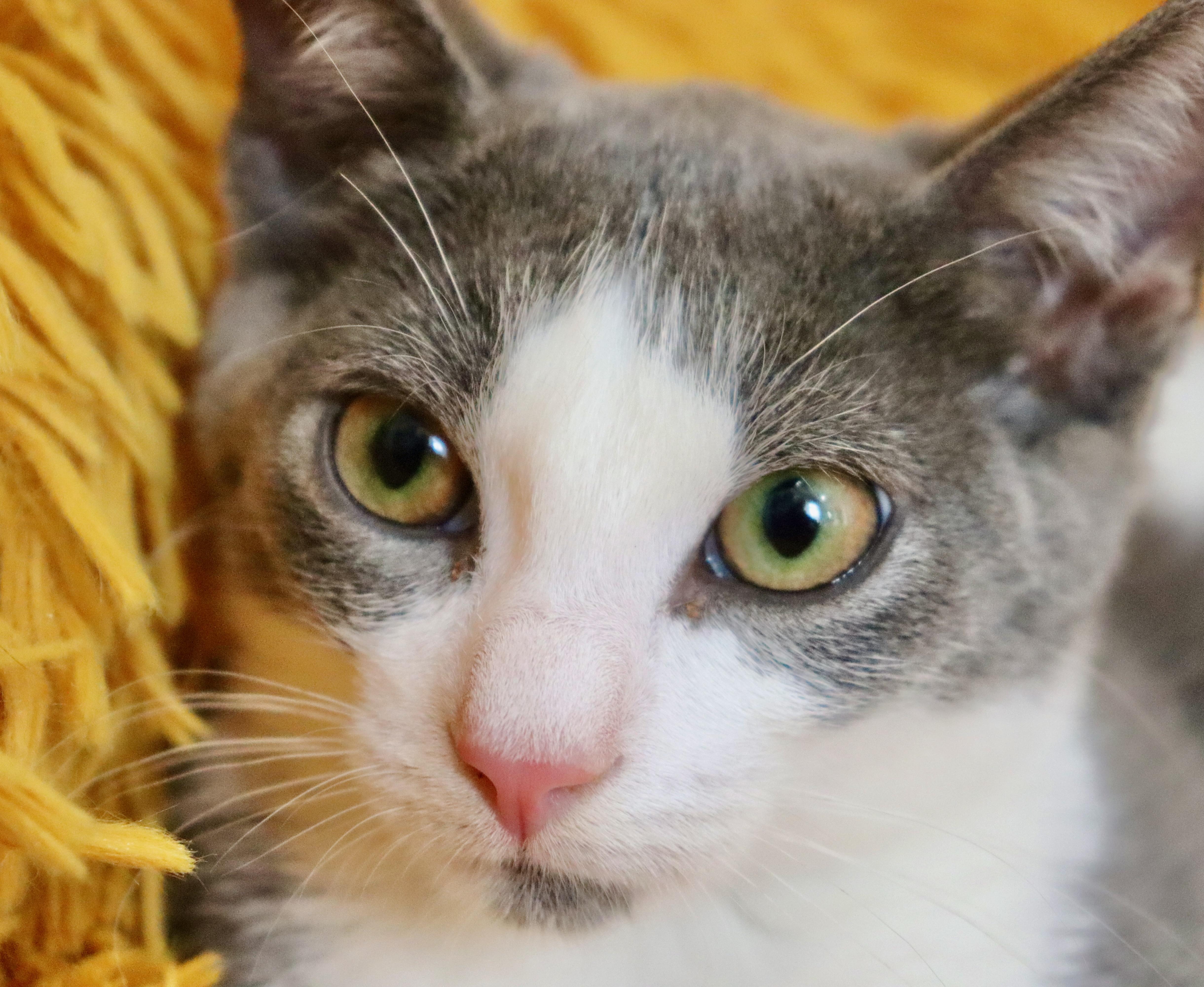 Enlarge Nymeria, a Adoptable mixed breed in Saint Augustine, FL image 4/6