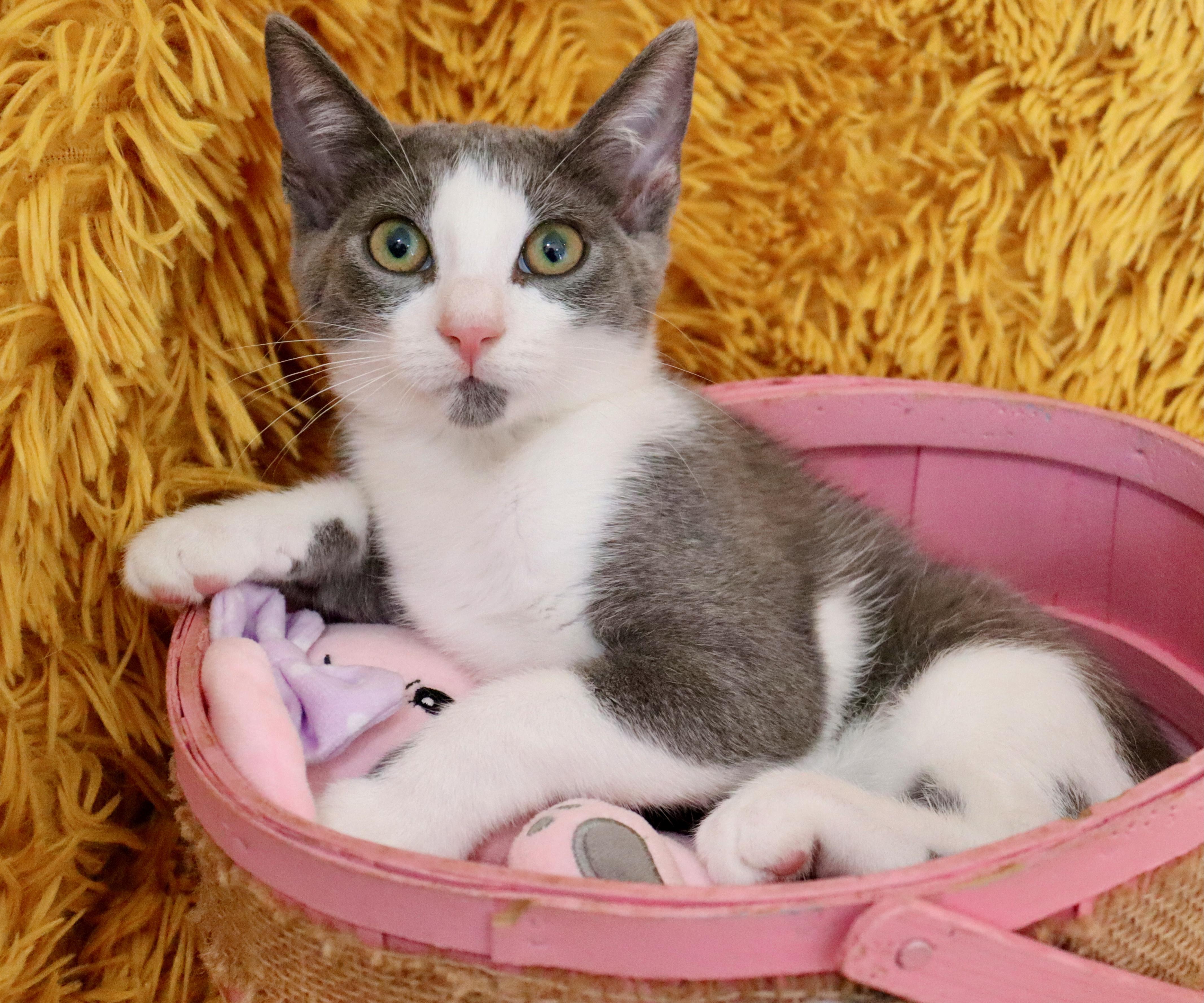 Enlarge Nymeria, a Adoptable mixed breed in Saint Augustine, FL image 5/6