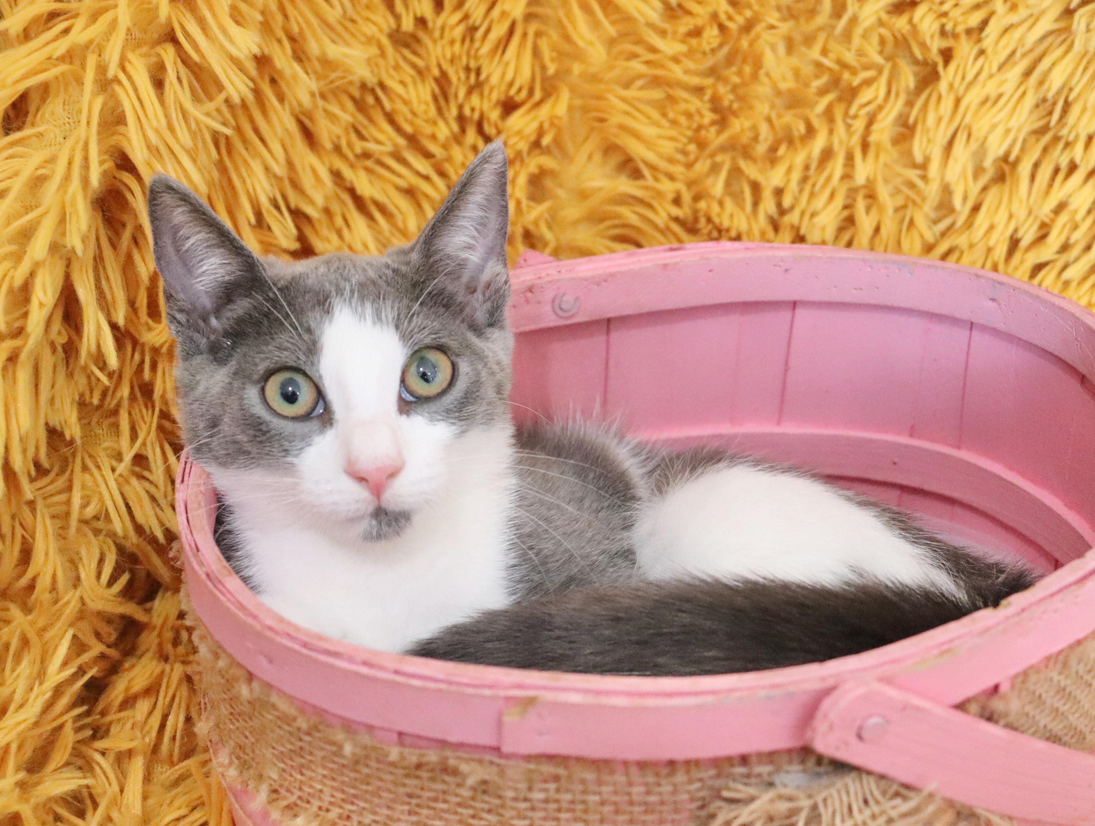Enlarge Nymeria, a Adoptable mixed breed in Saint Augustine, FL image 6/6