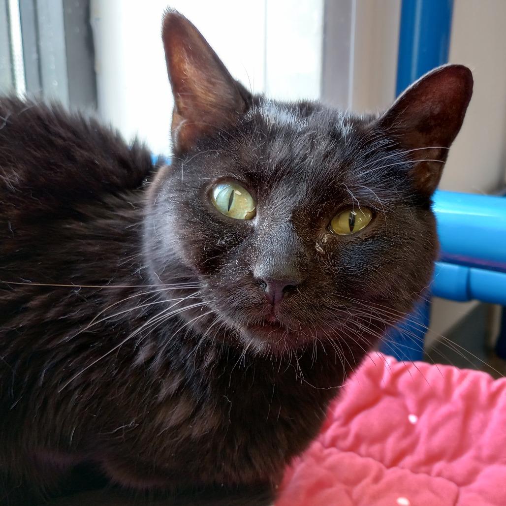 Skunk, Adoptable, Senior Female Domestic Short Hair.