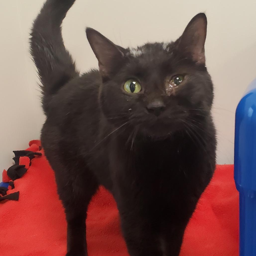Enlarge Skunk, a Adoptable Domestic Short Hair in Huntsville, AL image 2/6