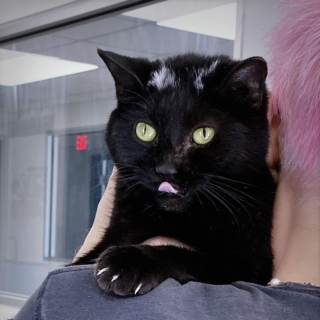 Enlarge Skunk, a Adoptable Domestic Short Hair in Huntsville, AL image 3/6