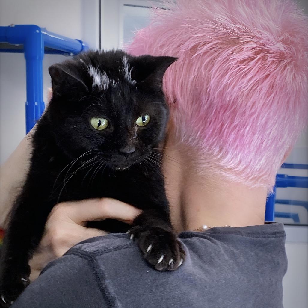 Enlarge Skunk, a Adoptable Domestic Short Hair in Huntsville, AL image 4/6