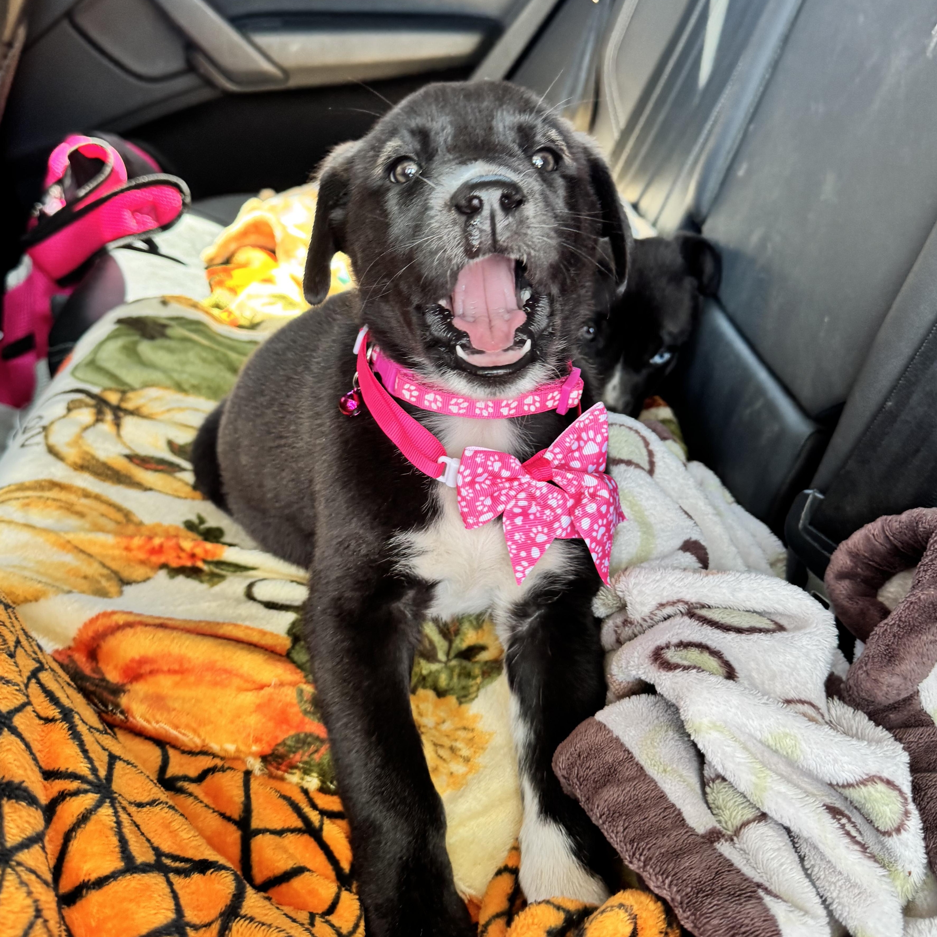 Enlarge Rosie, a ADOPTABLE mixed breed in Van Nuys, CA image 6/6