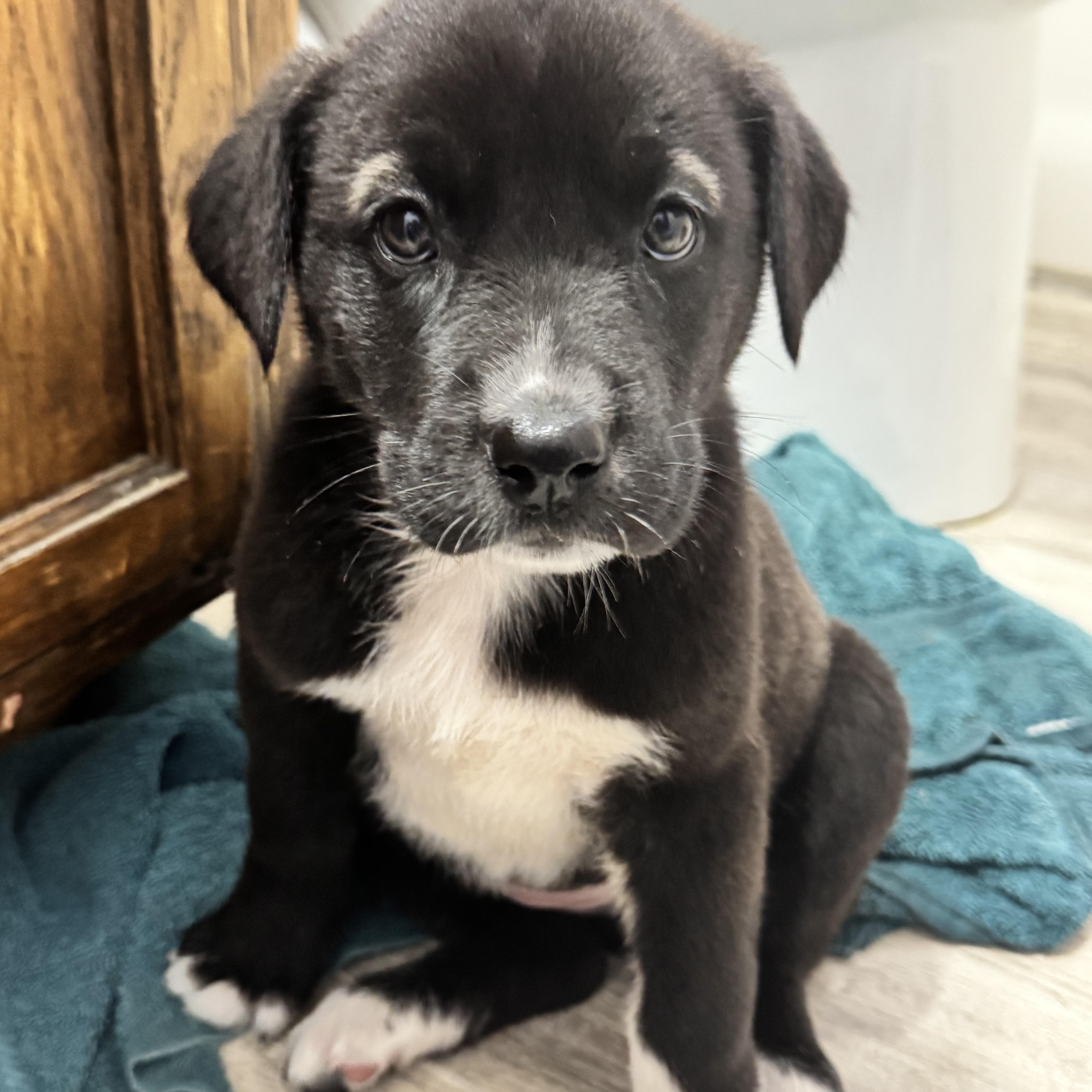 Enlarge Rosie, a ADOPTABLE mixed breed in Van Nuys, CA image 3/6