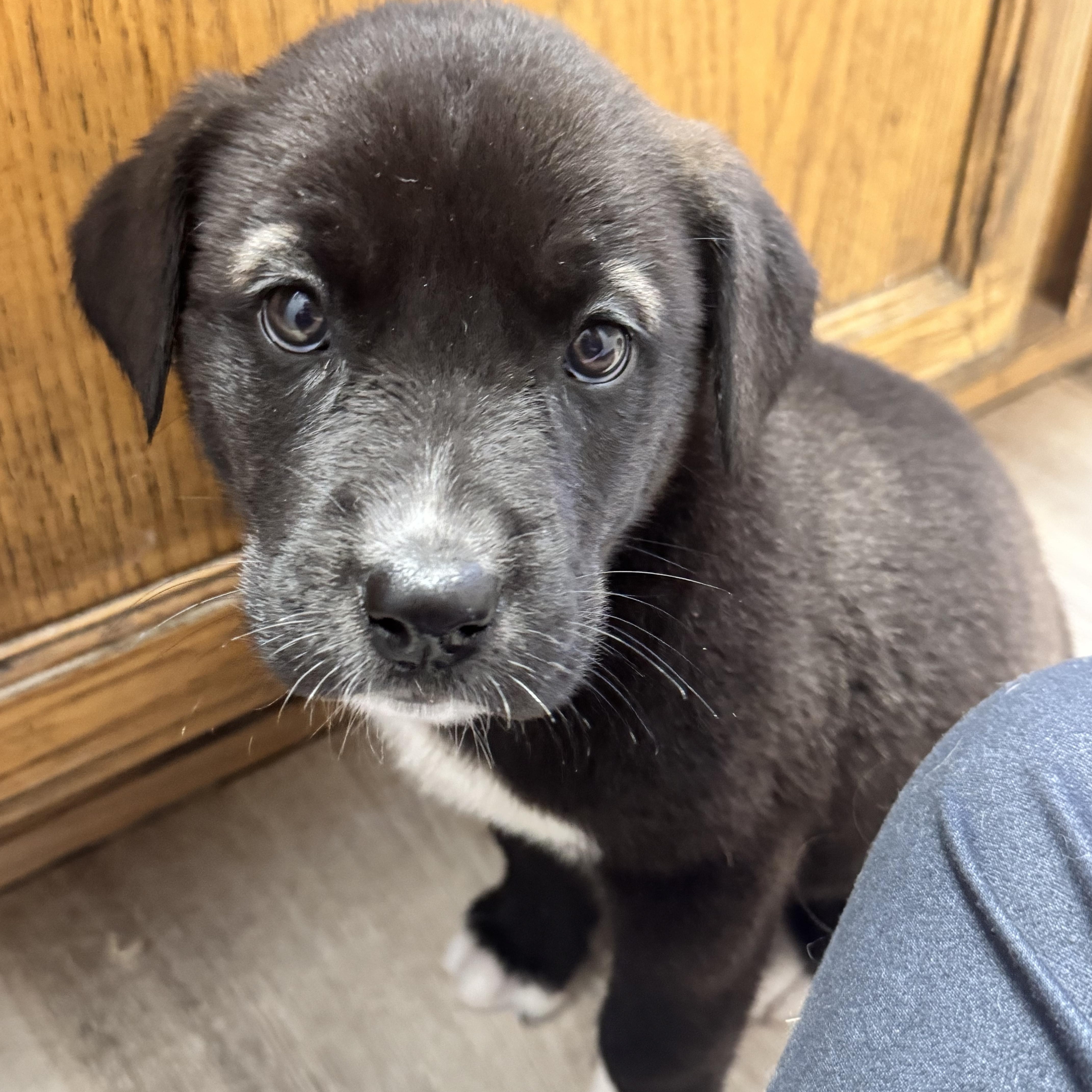 Rosie, ADOPTABLE, Puppy Female Great Dane & Black Labrador Retriever.
