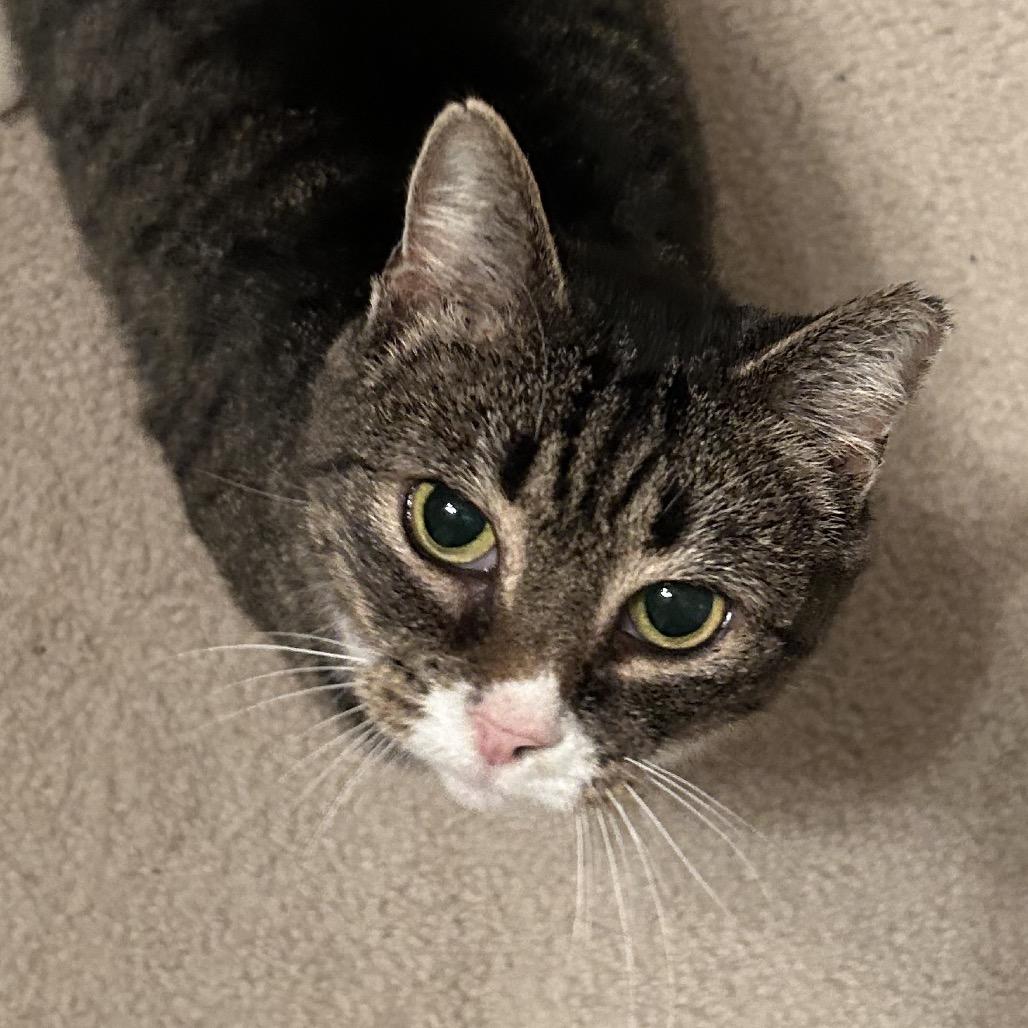 0421-78 Sierra, Adoptable, Adult Female Domestic Short Hair.