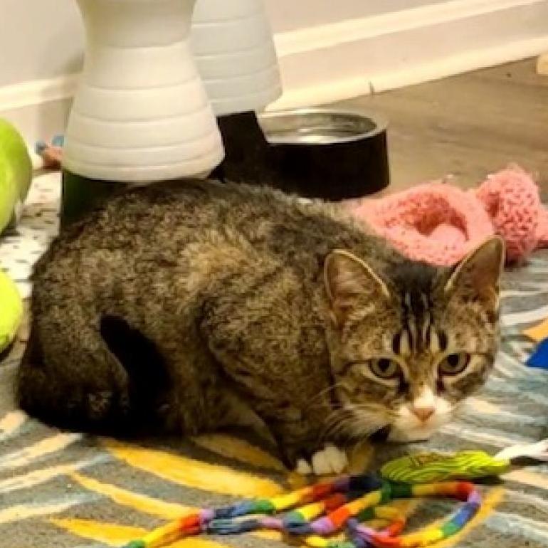 0421-78 Sierra, Adoptable, Adult Female Domestic Short Hair.