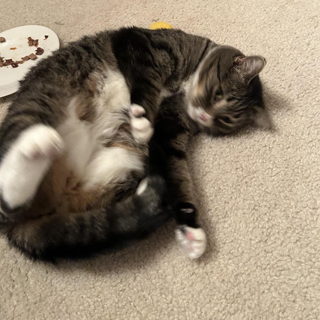 Enlarge 0421-78 Sierra, a Adoptable Domestic Short Hair in Abingdon, MD image 2/6