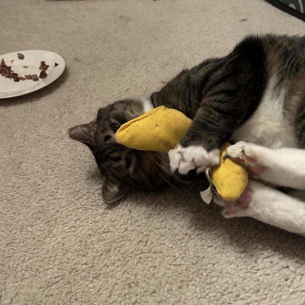 Enlarge 0421-78 Sierra, a Adoptable Domestic Short Hair in Abingdon, MD image 4/6