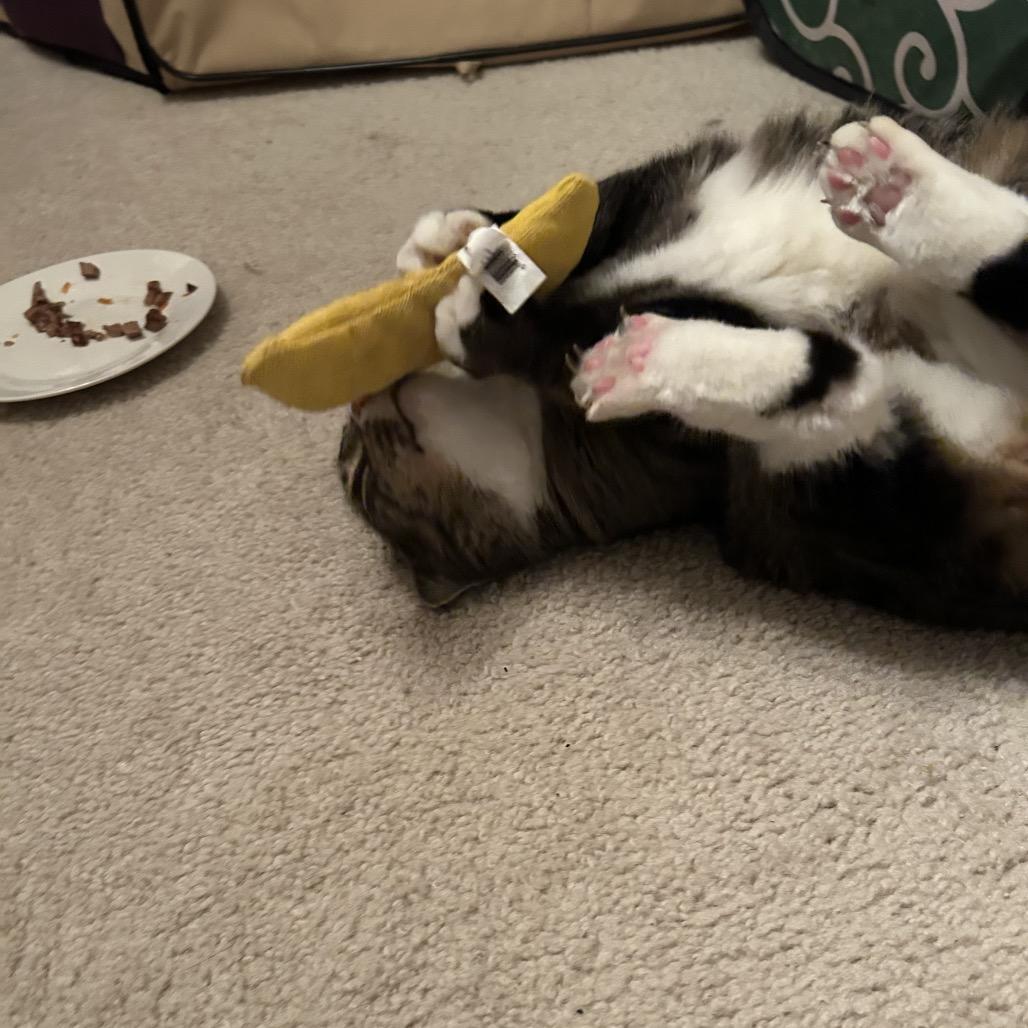 Enlarge 0421-78 Sierra, a Adoptable Domestic Short Hair in Abingdon, MD image 5/6