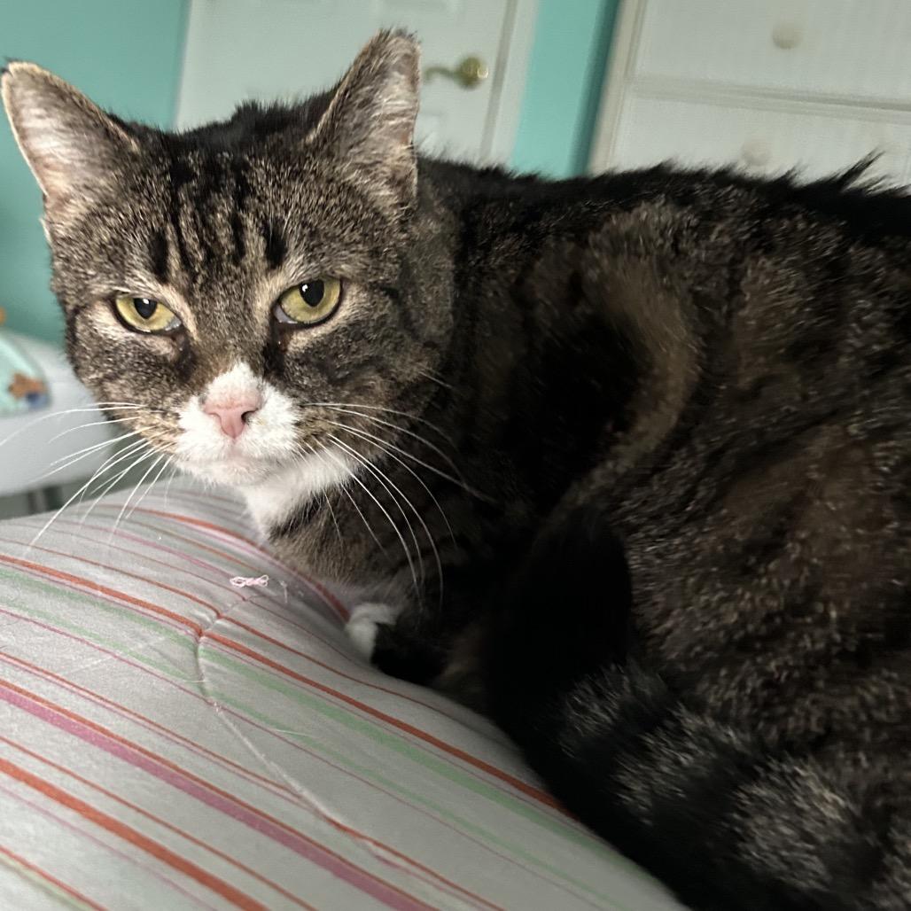 Enlarge 0421-78 Sierra, a Adoptable Domestic Short Hair in Abingdon, MD image 6/6