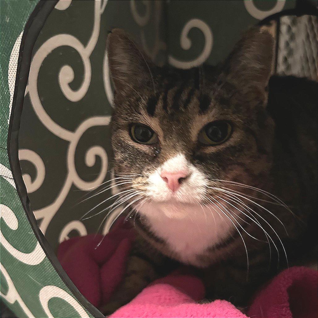 Enlarge 0421-78 Sierra, a Adoptable Domestic Short Hair in Abingdon, MD image 6/6