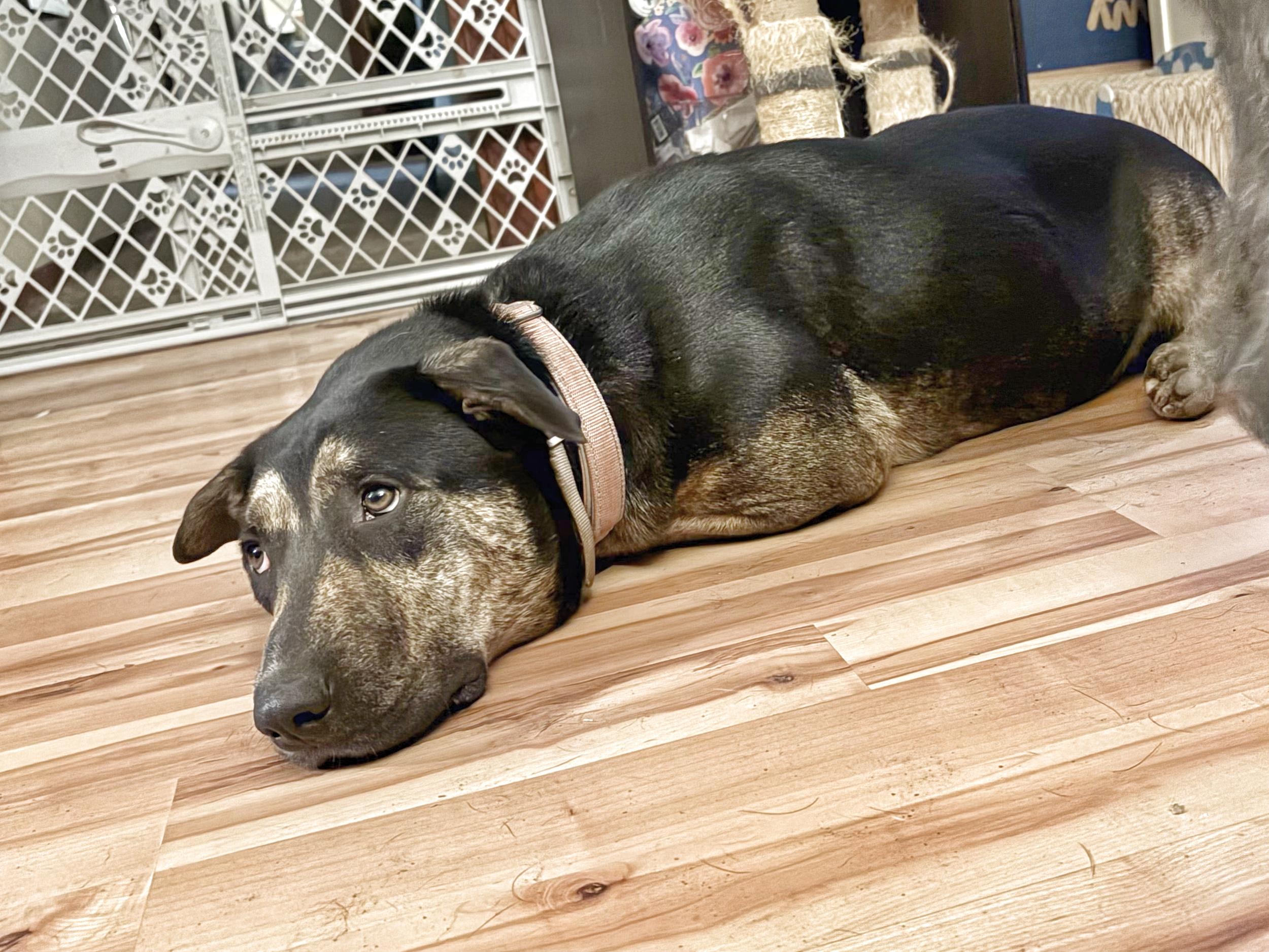 Enlarge Sasha, a Adoptable mixed breed in Lexington, SC image 5/6