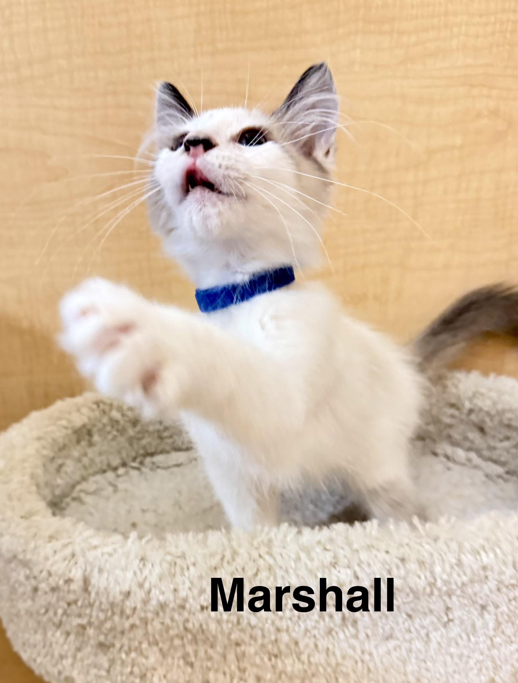 Enlarge Marshall, a Adopted mixed breed in Dixon, CA image 1/3