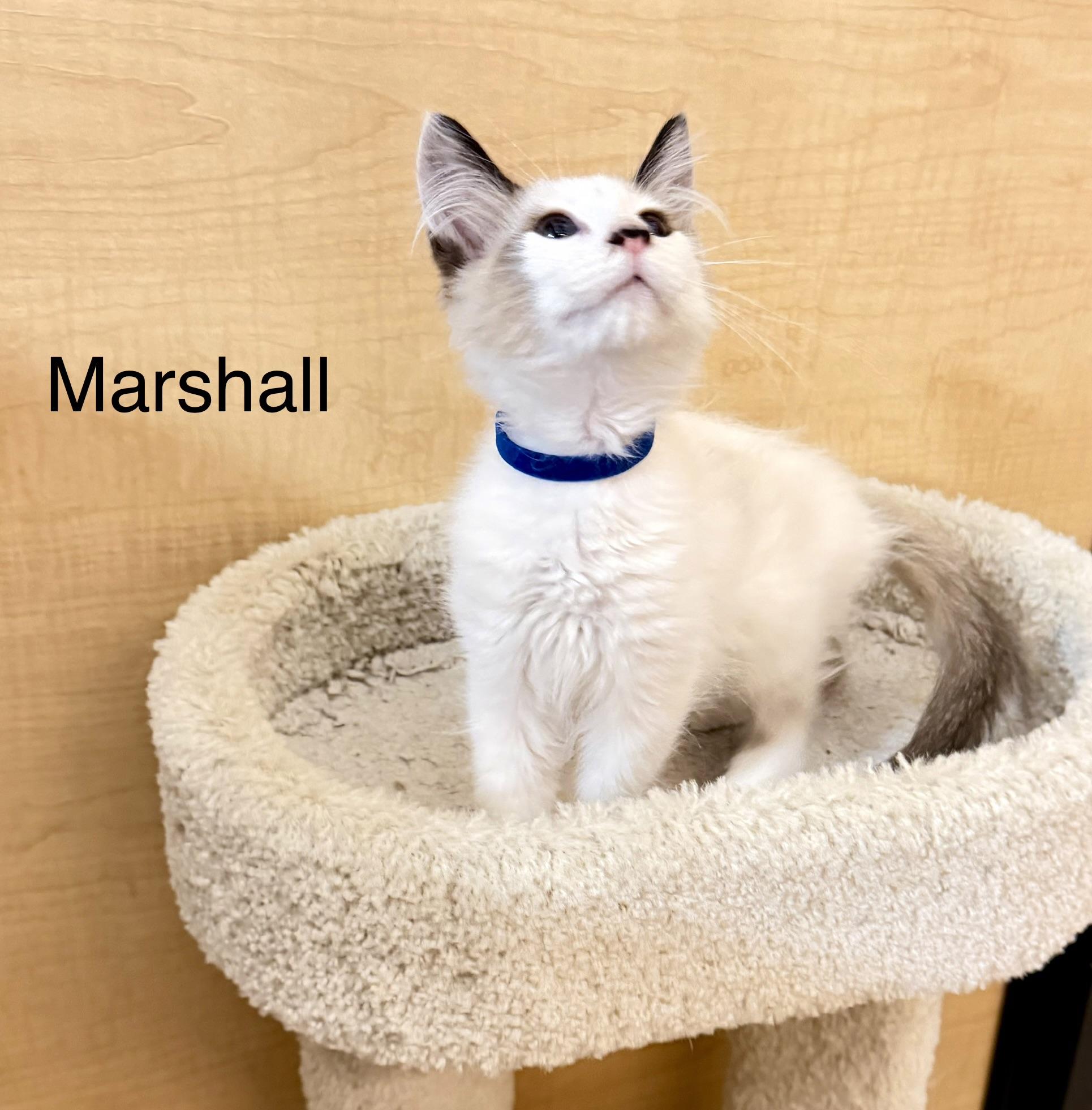 Enlarge Marshall, a Adopted mixed breed in Dixon, CA image 2/3