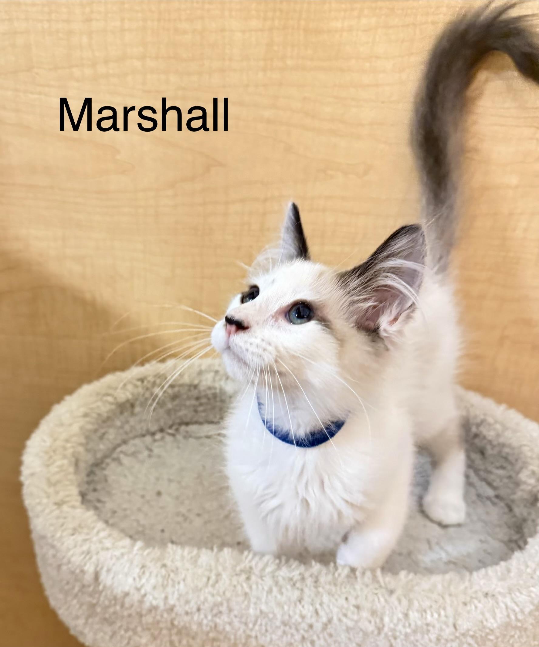 Enlarge Marshall, a Adopted mixed breed in Dixon, CA image 3/3