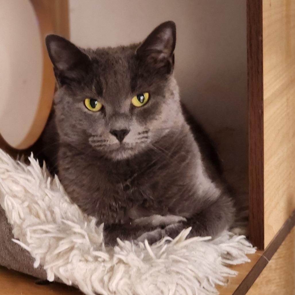 Enlarge Simba, a Adoptable mixed breed in Toms Brook, VA image 3/3