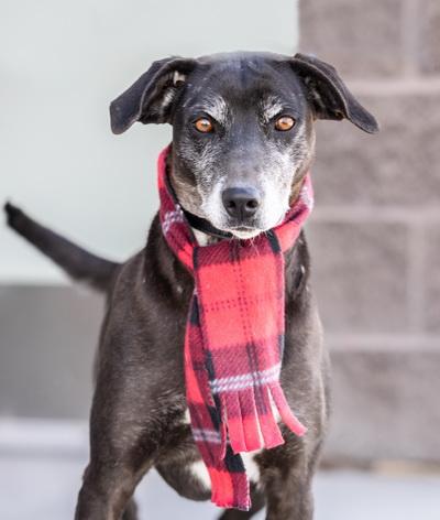 LEXI, Adopted, Adult Female Whippet.