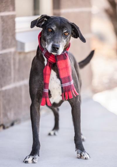 Enlarge LEXI, a Adopted mixed breed in Moab, UT image 2/2