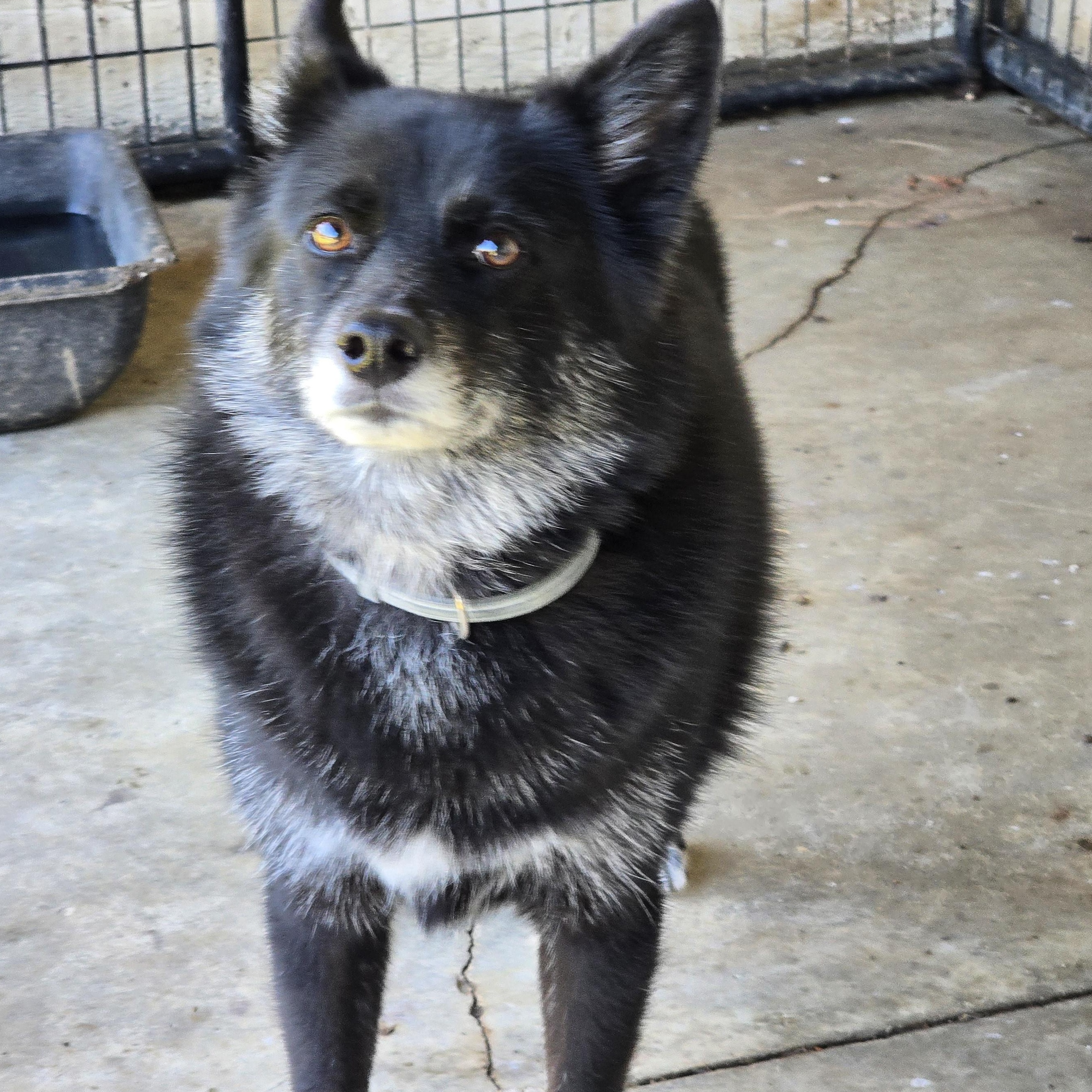 Enlarge Finn, a Adoptable mixed breed in Zaleski, OH image 1/1
