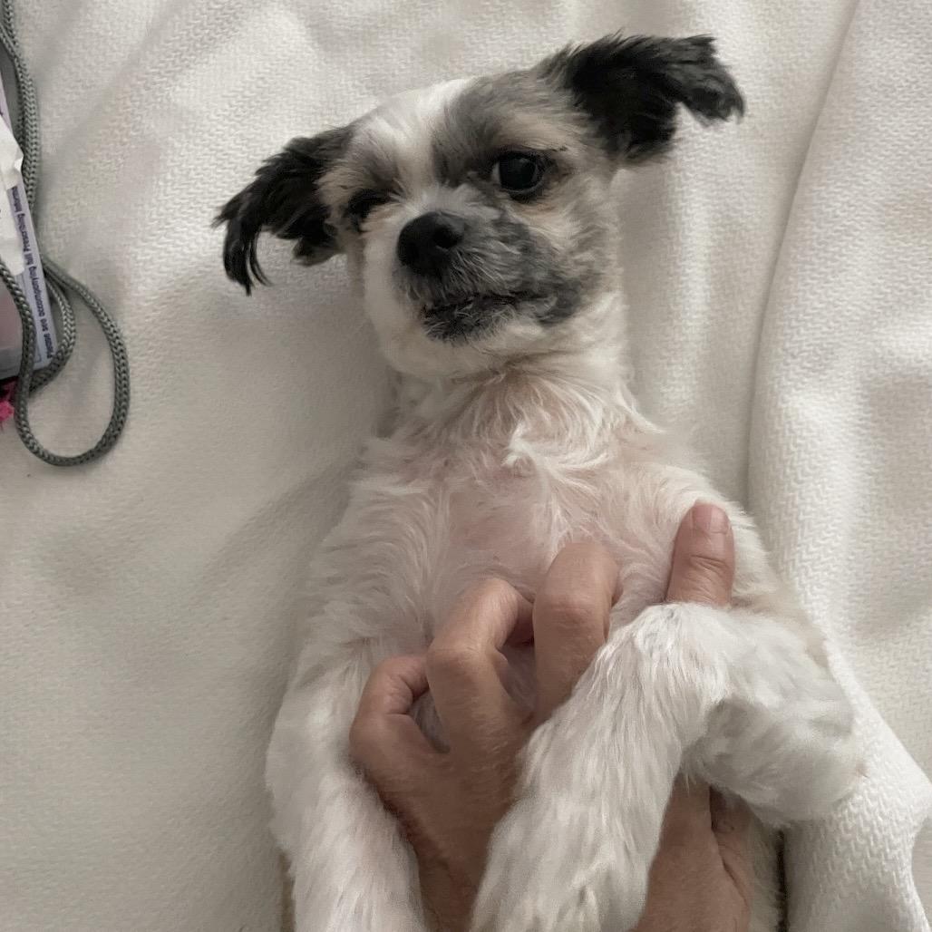 Mr. Peabody thumbnail 2