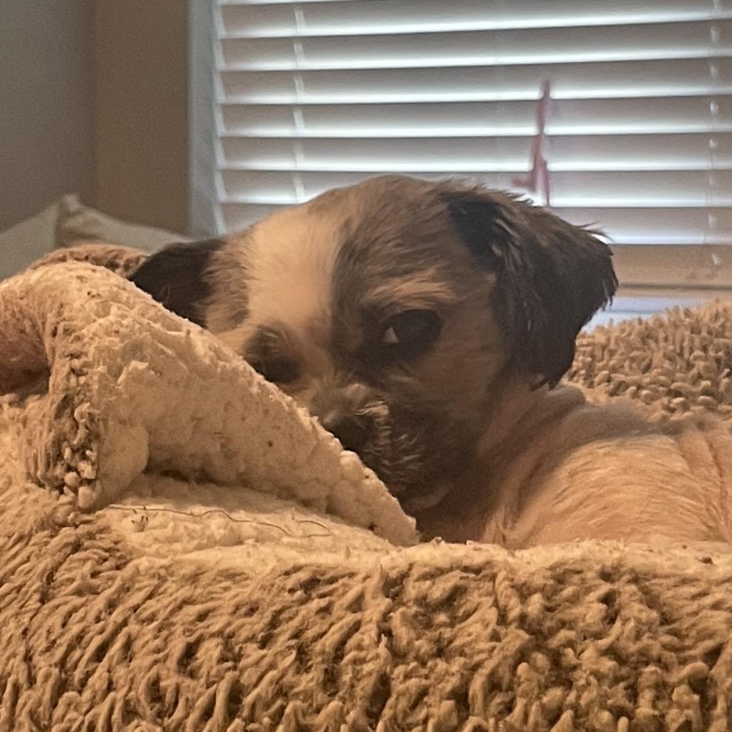 Mr. Peabody thumbnail 3