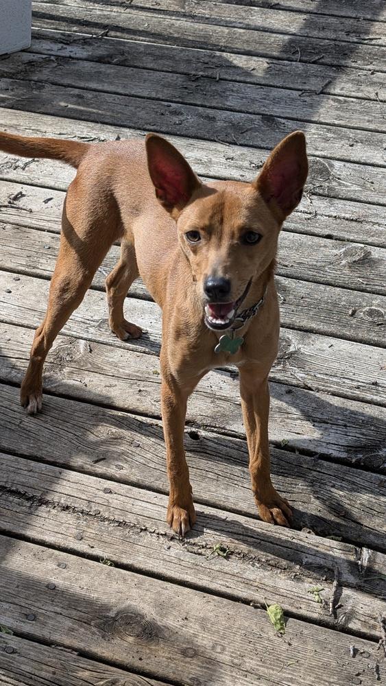 Mickey *foster or adopter needed*, Adoptable, Young Male Italian Greyhound & Chihuahua.