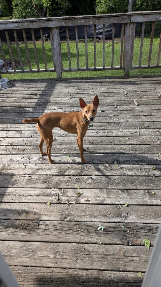 Mickey *foster or adopter needed*, a Adoptable mixed breed in Plymouth, MN image 2/4