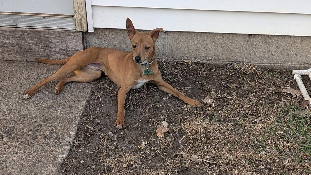 Enlarge Mickey, a Adoptable mixed breed in Plymouth, MN image 1/2