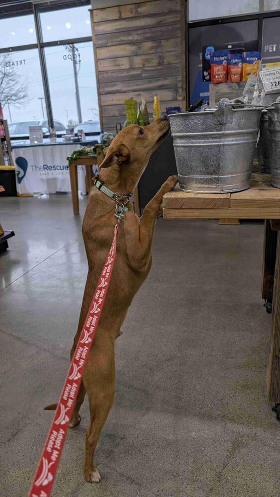 Enlarge Mickey, a Adoptable mixed breed in Plymouth, MN image 2/2