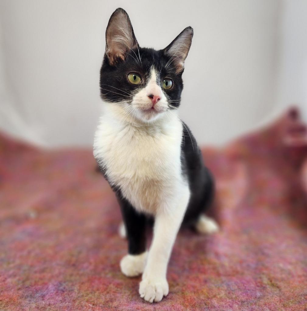 Junior and Spike: Courtesy Post, Adoptable, Kitten Male Domestic Short Hair.