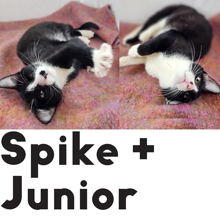 Enlarge Junior and Spike: Courtesy Post, a Adoptable mixed breed in New York, NY image 4/6