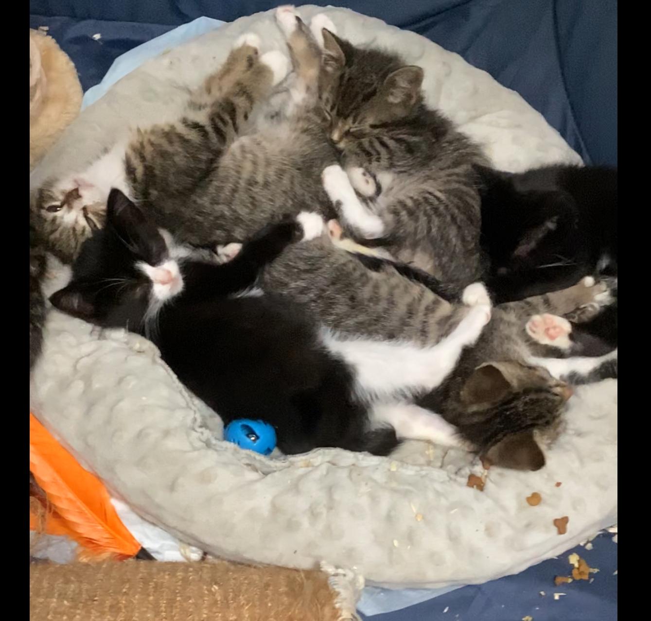 Enlarge Tuxedo kittens female 8 weeks, a ADOPTABLE Domestic Short Hair in West Nyack, NY image 2/2
