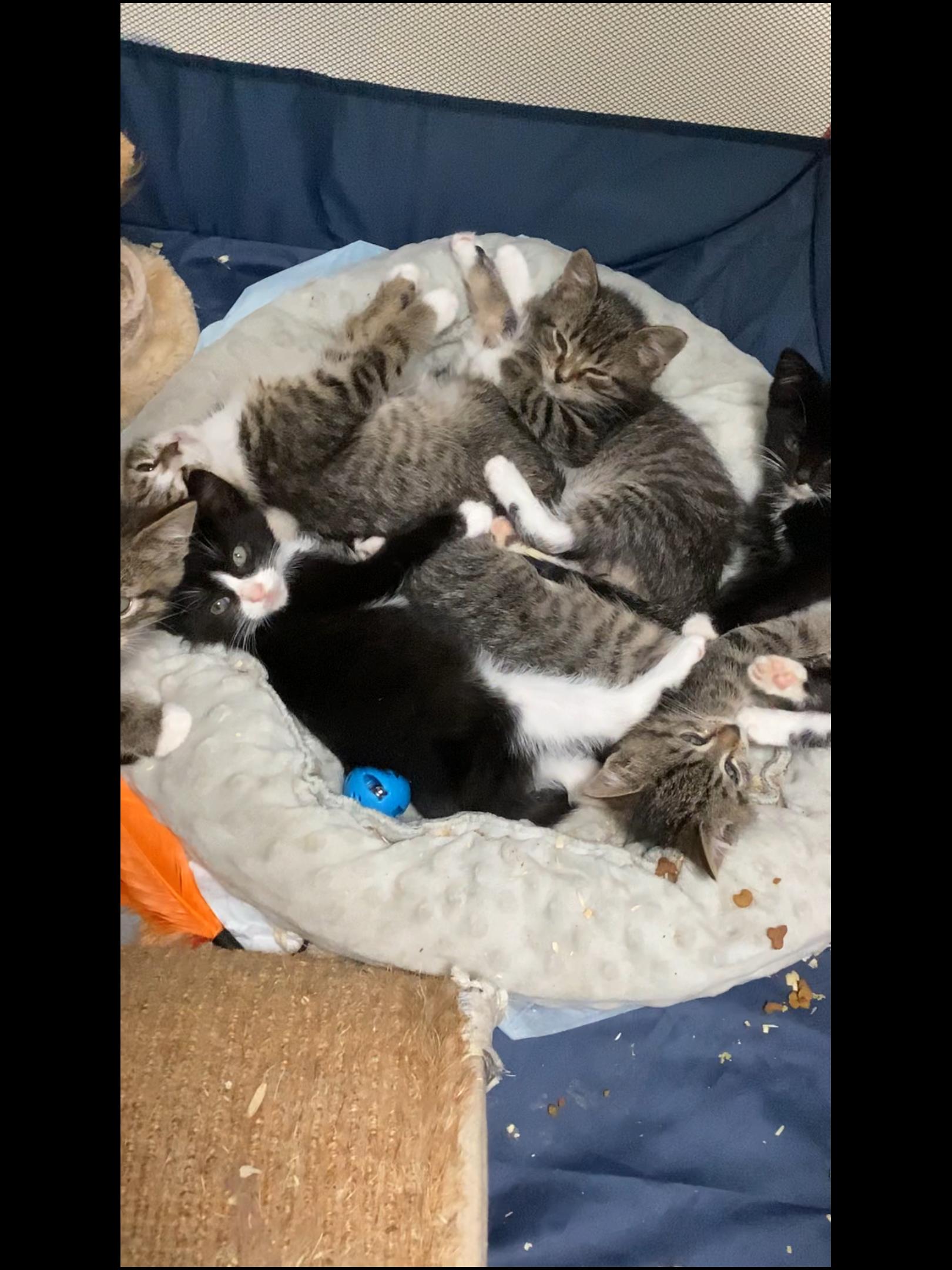 Tuxedo kittens female 8 weeks, ADOPTABLE, Kitten Female Domestic Short Hair.