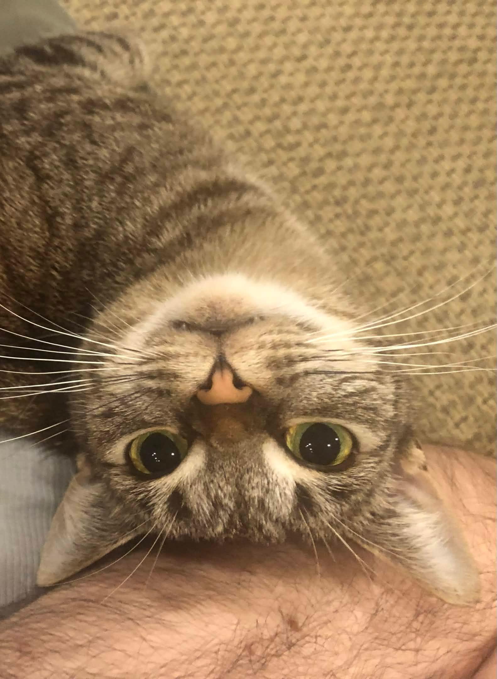 Enlarge Mab , a ADOPTABLE mixed breed in Sanford, NC image 4/5