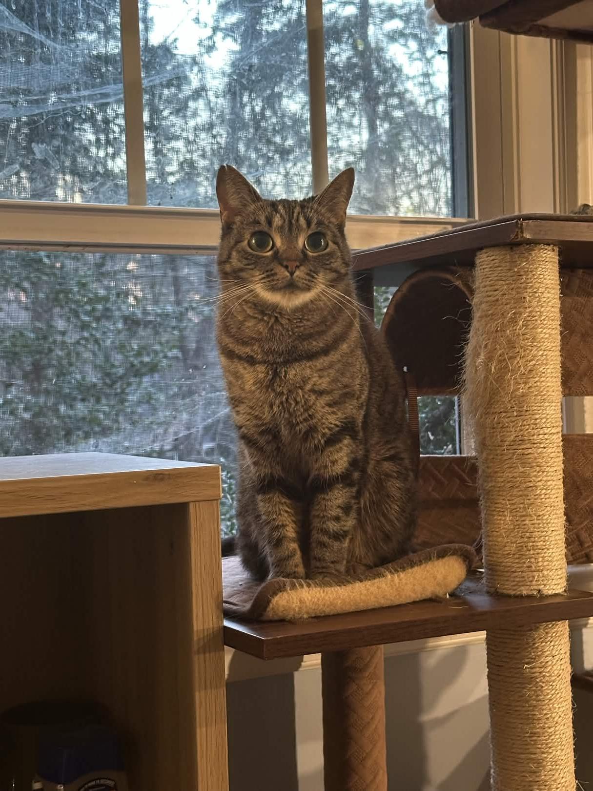 Enlarge Mab , a ADOPTABLE mixed breed in Sanford, NC image 3/5