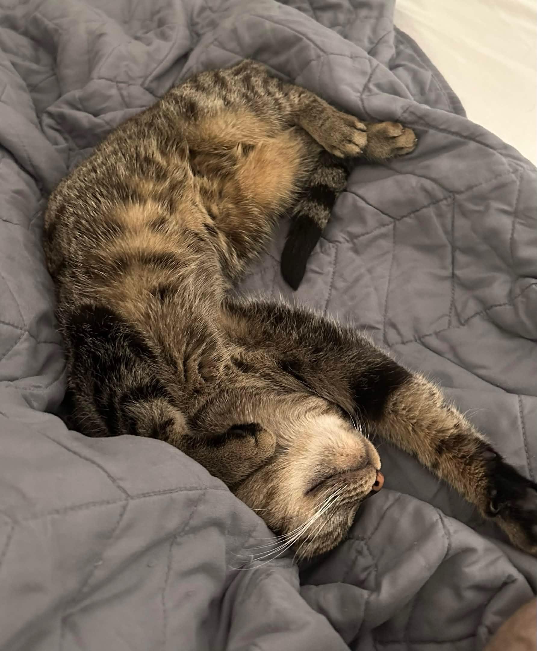 Enlarge Mab , a ADOPTABLE mixed breed in Sanford, NC image 2/5