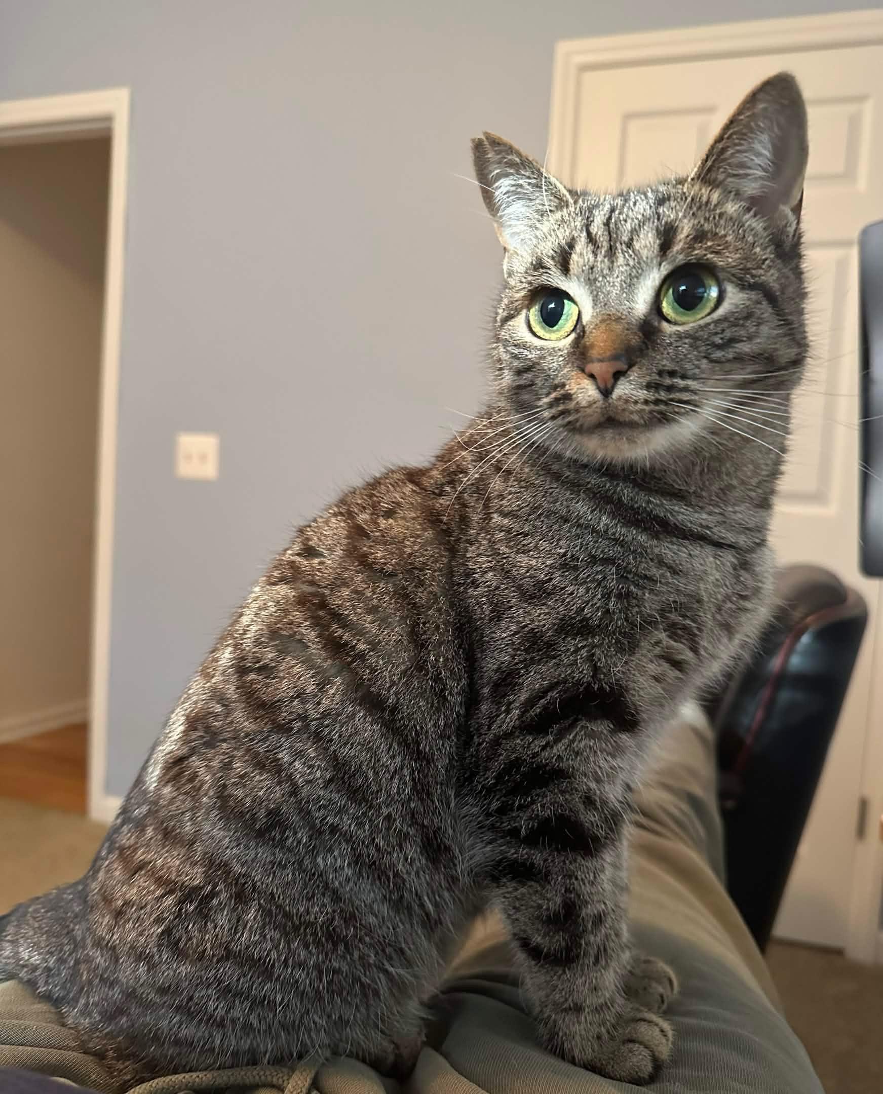 Enlarge Mab , a ADOPTABLE mixed breed in Sanford, NC image 1/5