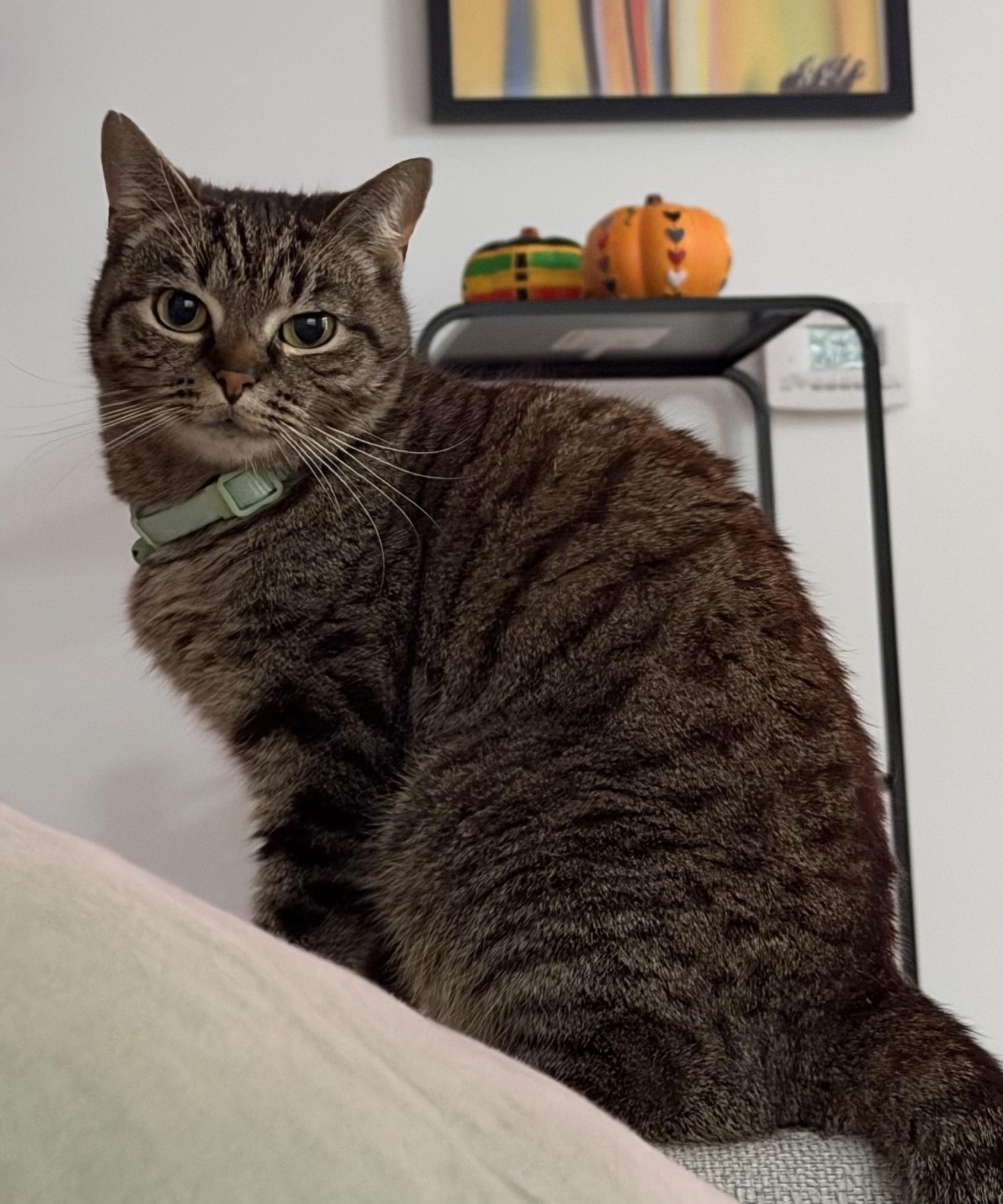 Maybelle, Adoptable, Adult Female Domestic Short Hair & Tabby.