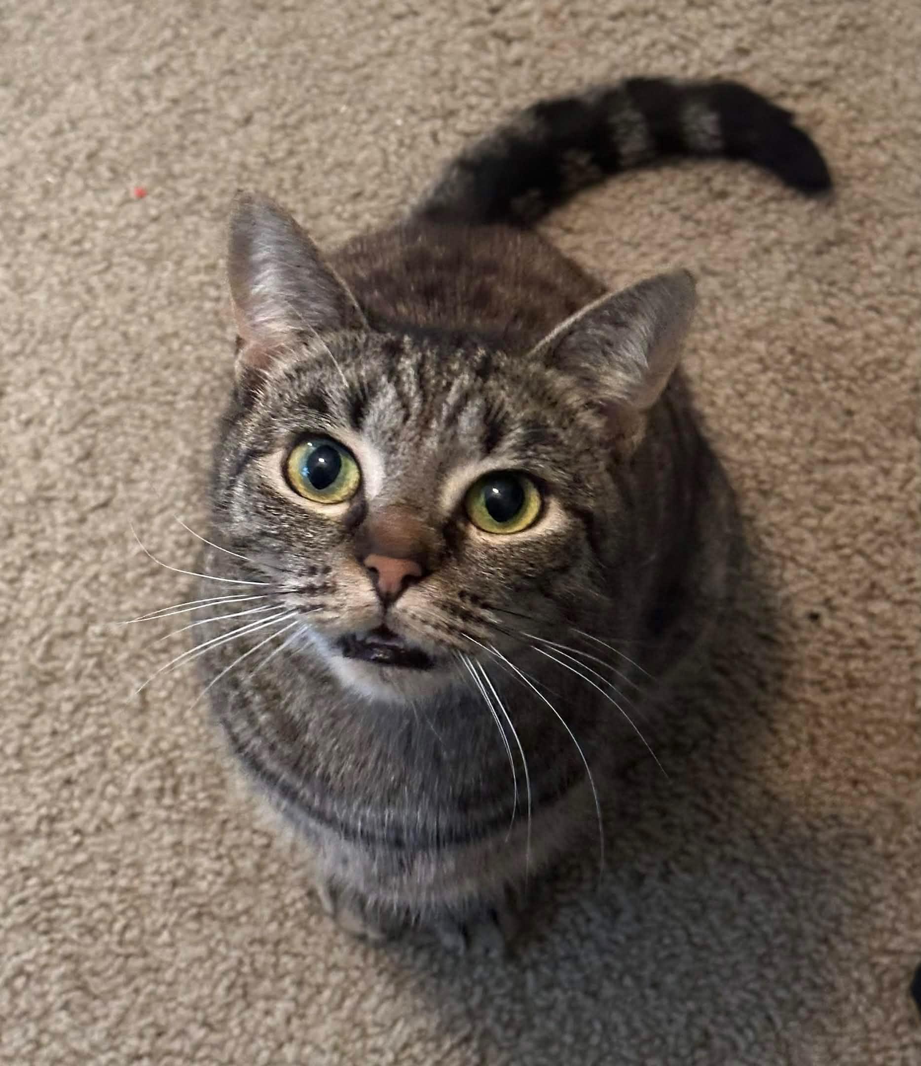 Enlarge Mab , a ADOPTABLE mixed breed in Sanford, NC image 5/5