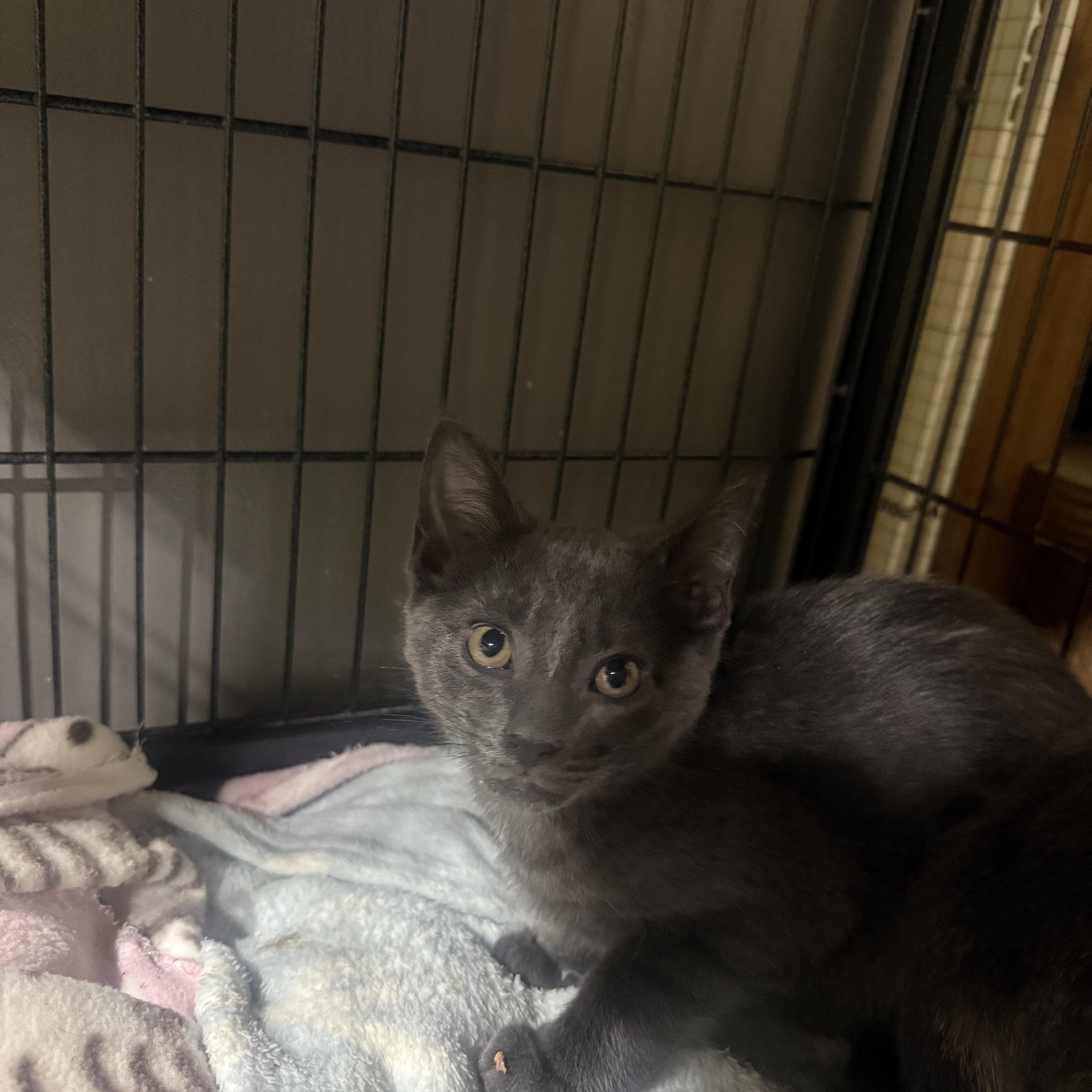 Enlarge Lucky, a Adoptable American Shorthair in North Chesterfield, VA image 1/1