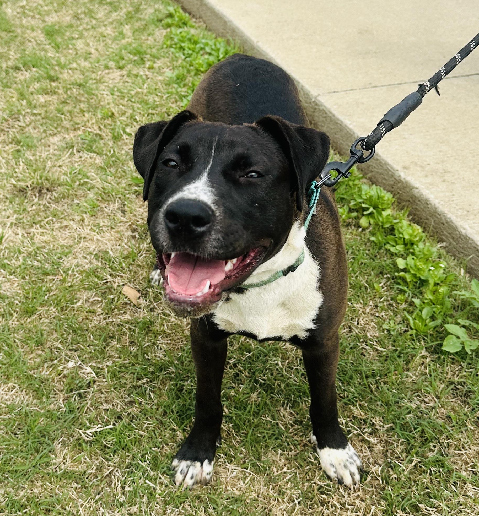 Betty Boop, a Adoptable mixed breed in Billings, MT image 3/6
