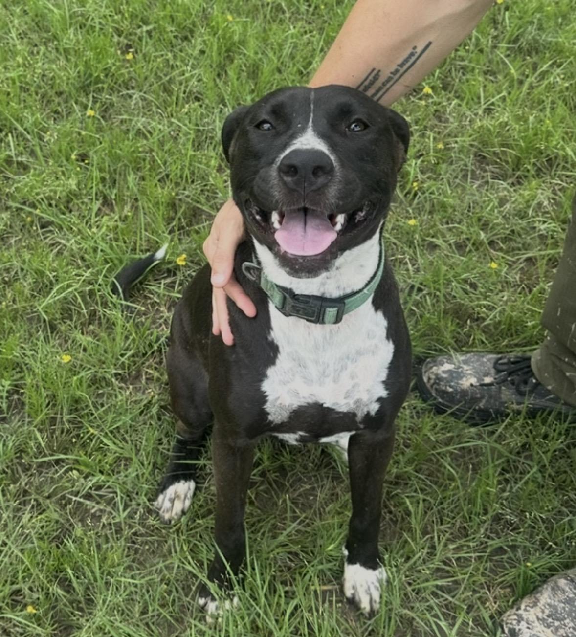 Betty Boop, Adoptable, Young Female Labrador Retriever & Pit Bull Terrier.